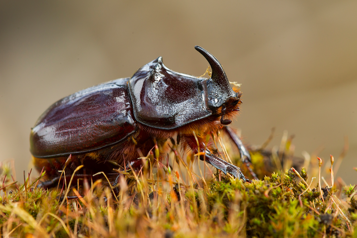  Nashornkäfer   Oryctes nasicornis    canon 1 d IV    180 mm makro     f11    Treuenbrietzen    11.04.2016     