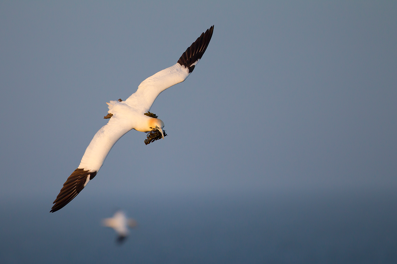  Basstölpel   Morus bassanus    Canon 1 d IV    300 mm/ 2,8    1/4000    ISO 800    Helgoland    19.04.2016  