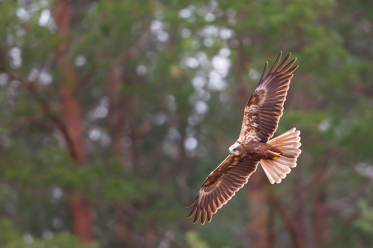  Rohrweihe   Circus aeruginosus    canon 1 d IV    500 mm f4    ISO 640    Treuenbrietzen    27.04.2016  