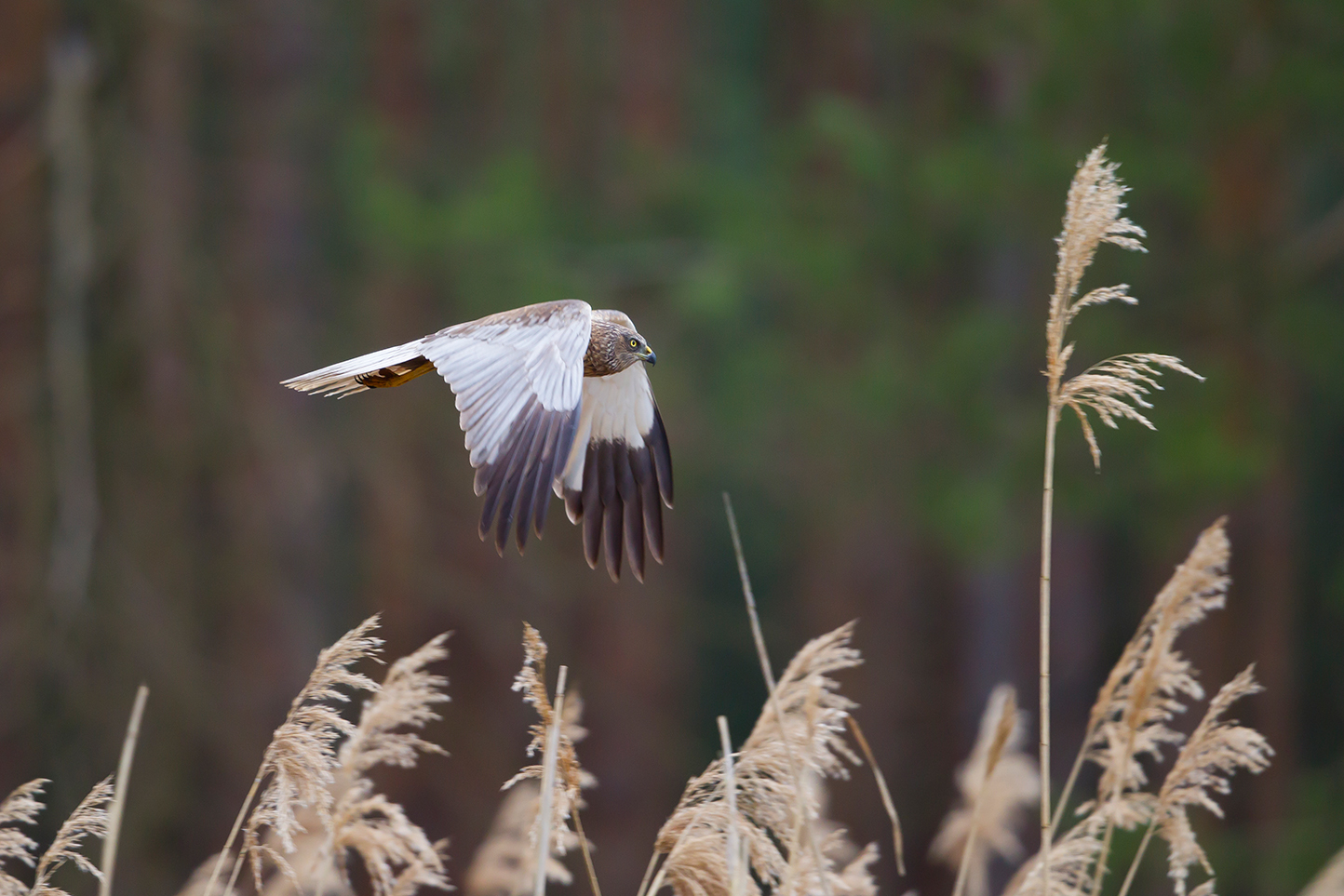  Rohrweihe   Circus aeruginosus    canon 1 d IV    500 mm f4    ISO 640    Treuenbrietzen    11.04.2016  