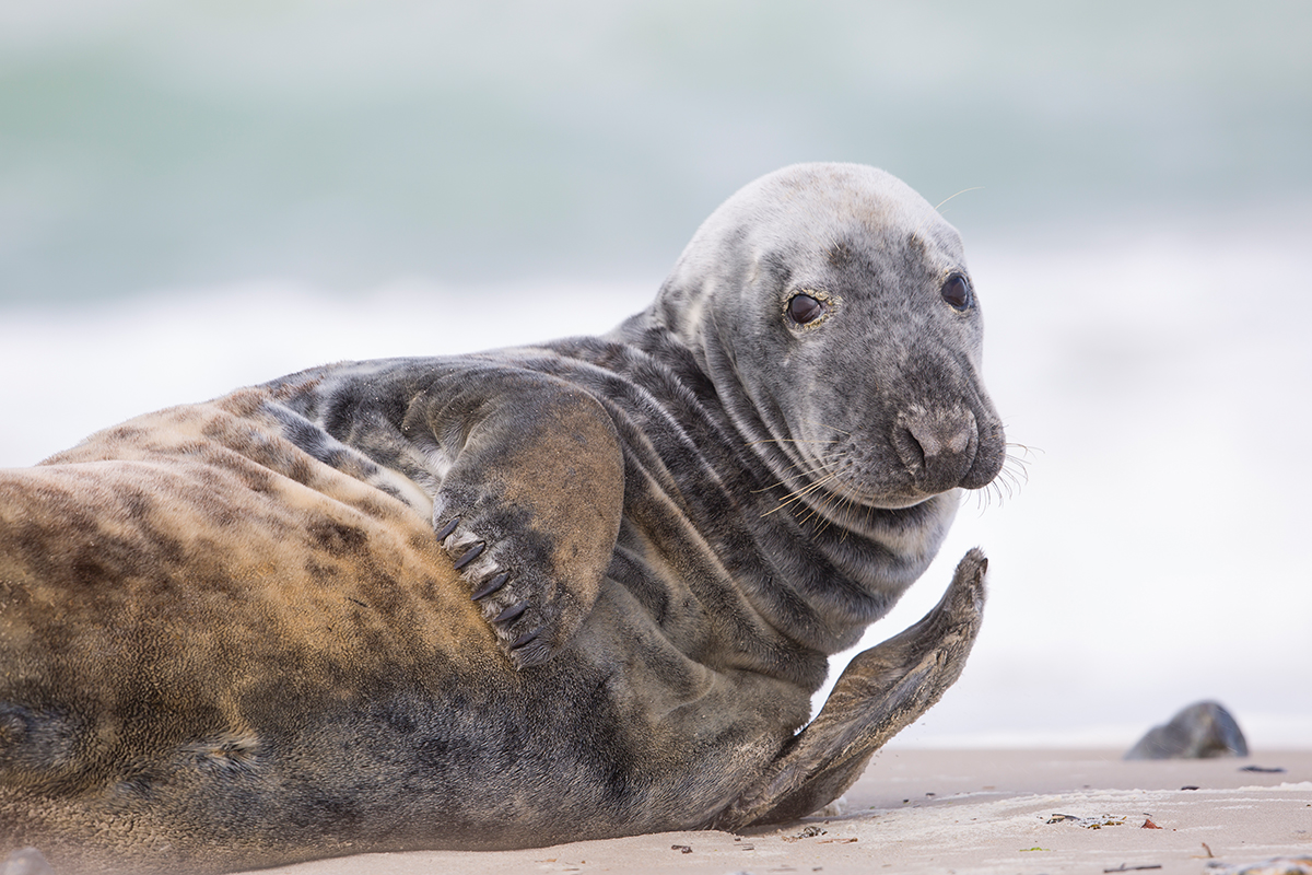  Kegelrobbe   Halichoerus grypus    Helgoland    19.04.2016  