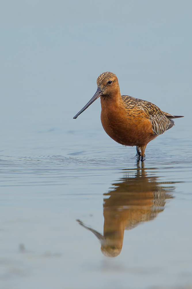  Pfuhlschnepfe  Limosa lapponica  canon 1 d IV  500 mm/4  Tk 1,4  ISO 100  Frankreich  07.05.2016 