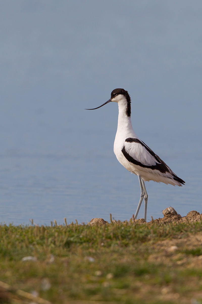  Säbelschnäbler   Recurvirostra avosetta    Canon 1 d IV    500 mm f4    ISO 100    Frankreich    05.05.2016     