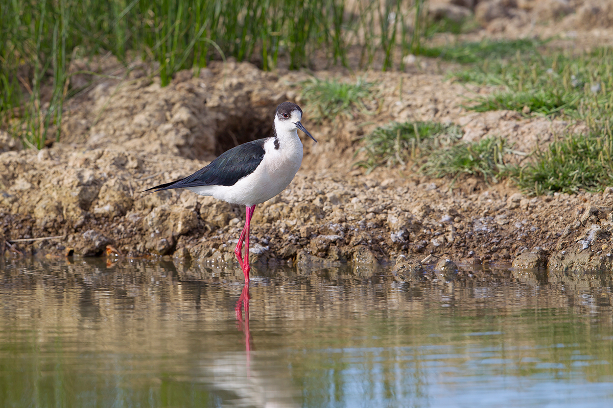  Stelzenläufer   Himantopus himantopus    Canon 5 d IV    500 mm/5,6   1/400 sec  ISO 100  Frankreich  05.05.2016       