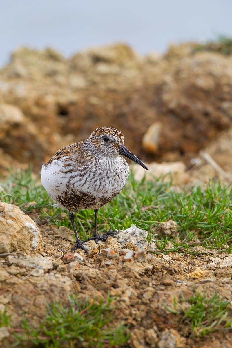  Alpenstrandläufer   Calidris alpina    Canon 1 d IV    500mm/4    1/400 sec    ISO 100    Frankreich    07.05.2016        