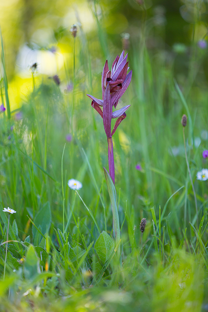  Pflugschar-Zungenstengel  Serapias vomeracea  Canon 5 d III  180 mm/3,5  ISO 200  Frankreich  04.05.2016 