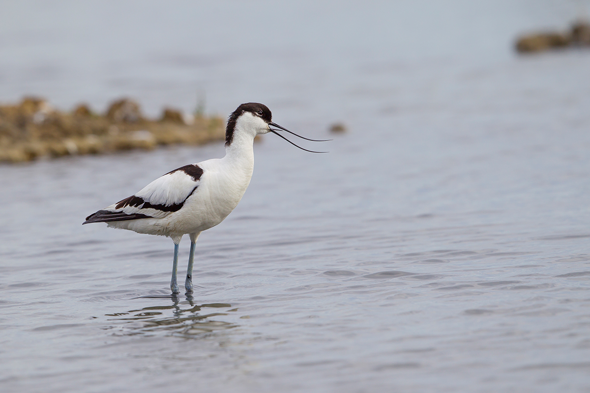  Säbelschnäbler   Recurvirostra avosetta    Canon 1 d IV    500 mm f4    ISO 100    Frankreich    05.05.2016     