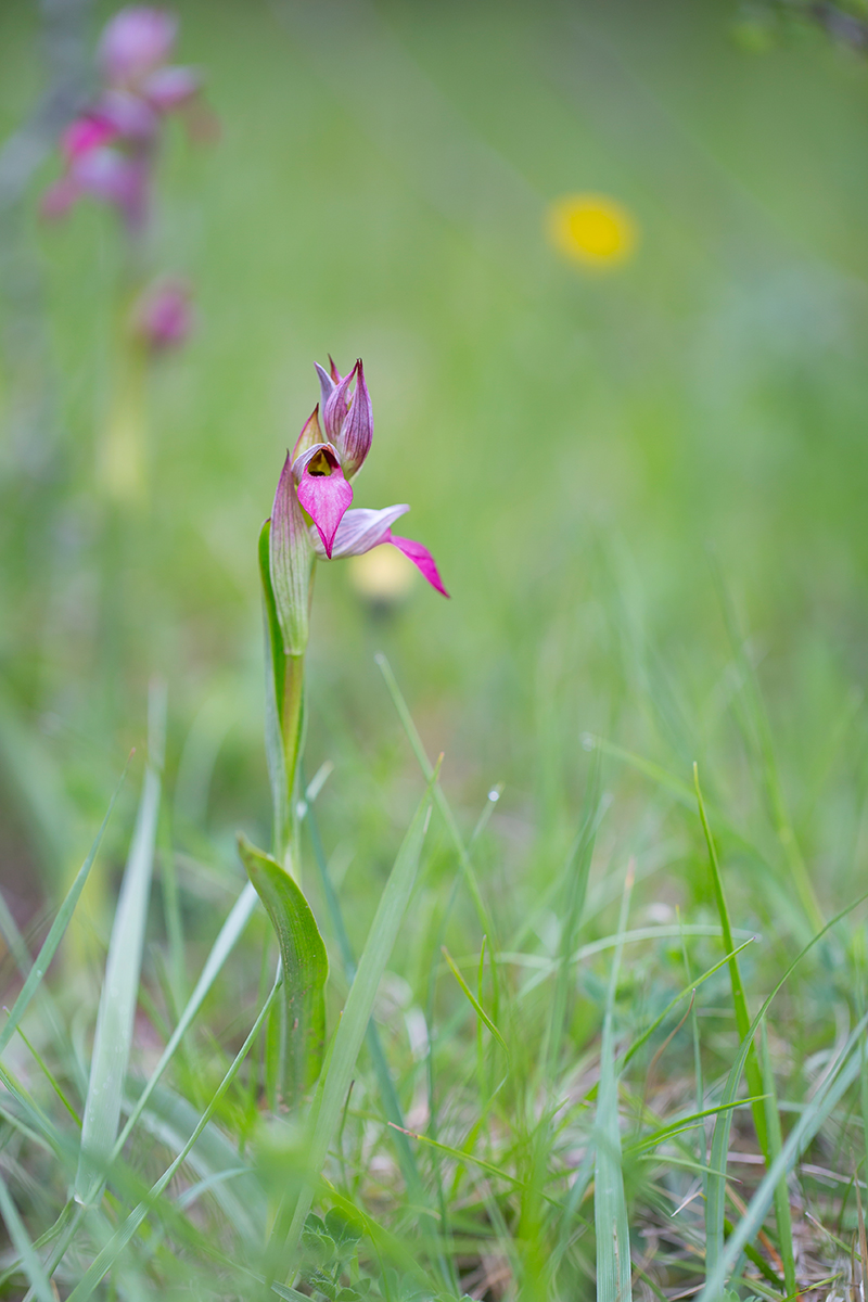  Echter Zungenstengel  Serapias lingua  Canon 5 d III  100mm /2,8  1/200 sec  ISO 200  Frankreich  08.05.2016          