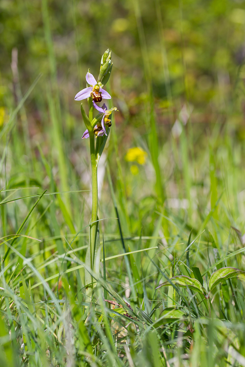  Bienenragwurz  Ophrys apifera  canon 5 d III  100mm/7,1  1/400 sec  ISO 100  Frankreich  04.05.2016       