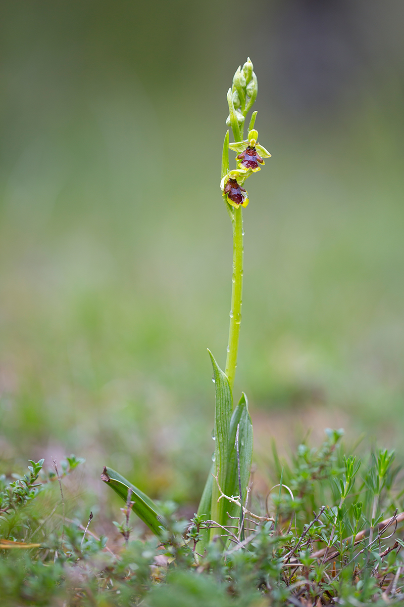  Aymonins Fliegen Ragwurz  Ophrys insectifera aymoninii  canon 5 d III  100mm/2,8  1/250 sec  ISO 100  Frankreich  10.05.2016          