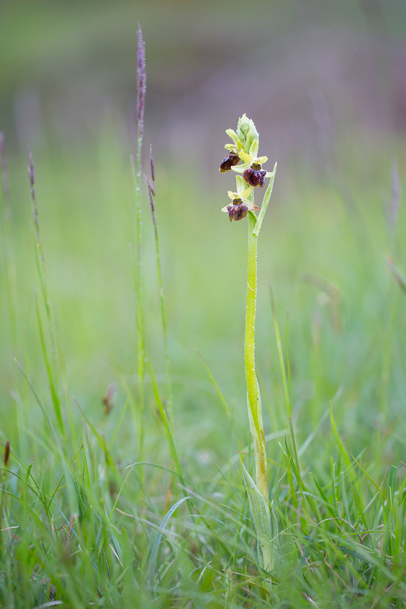  Spinnen Ragwurz  Ophrys sphegodes  canon 5 d III  100mm/2,8  1/160 sec  ISO 200  Frankreich  08.05.2016          