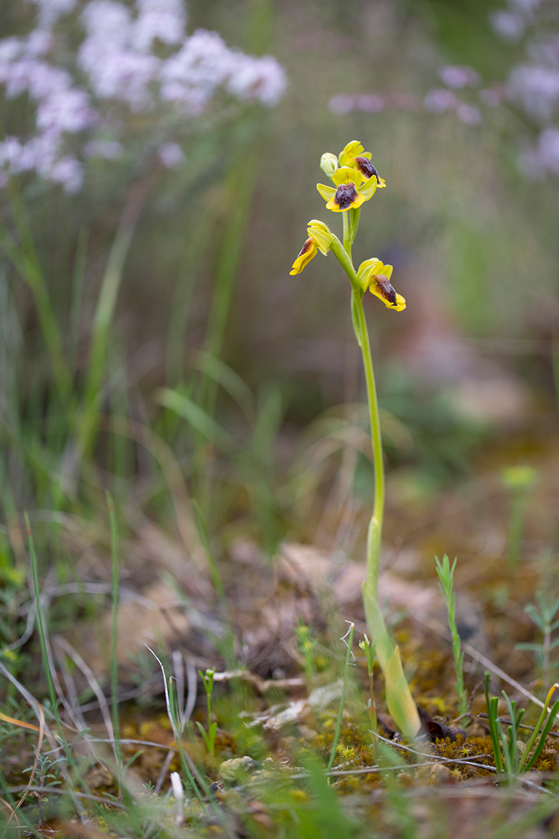  Gelbe Ragwurz  Ophrys lutea  canon 5 d III  100mm/2,8  1/640 sec  ISO 200  Frankreich  09.05.2016       