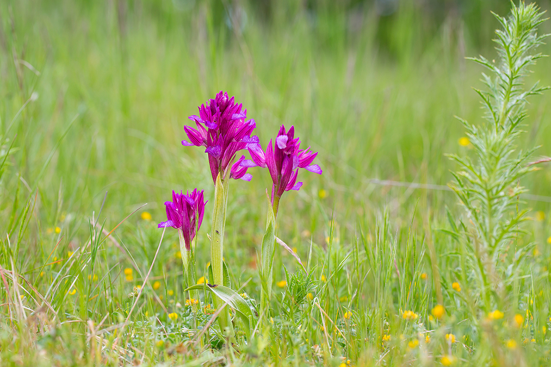  Schmetterlings  knabenkraut   Orchis papilionacea    canon 5 d III    100mm/7,1    1/25 sec    ISO 200    Frankreich    09.95.2016     