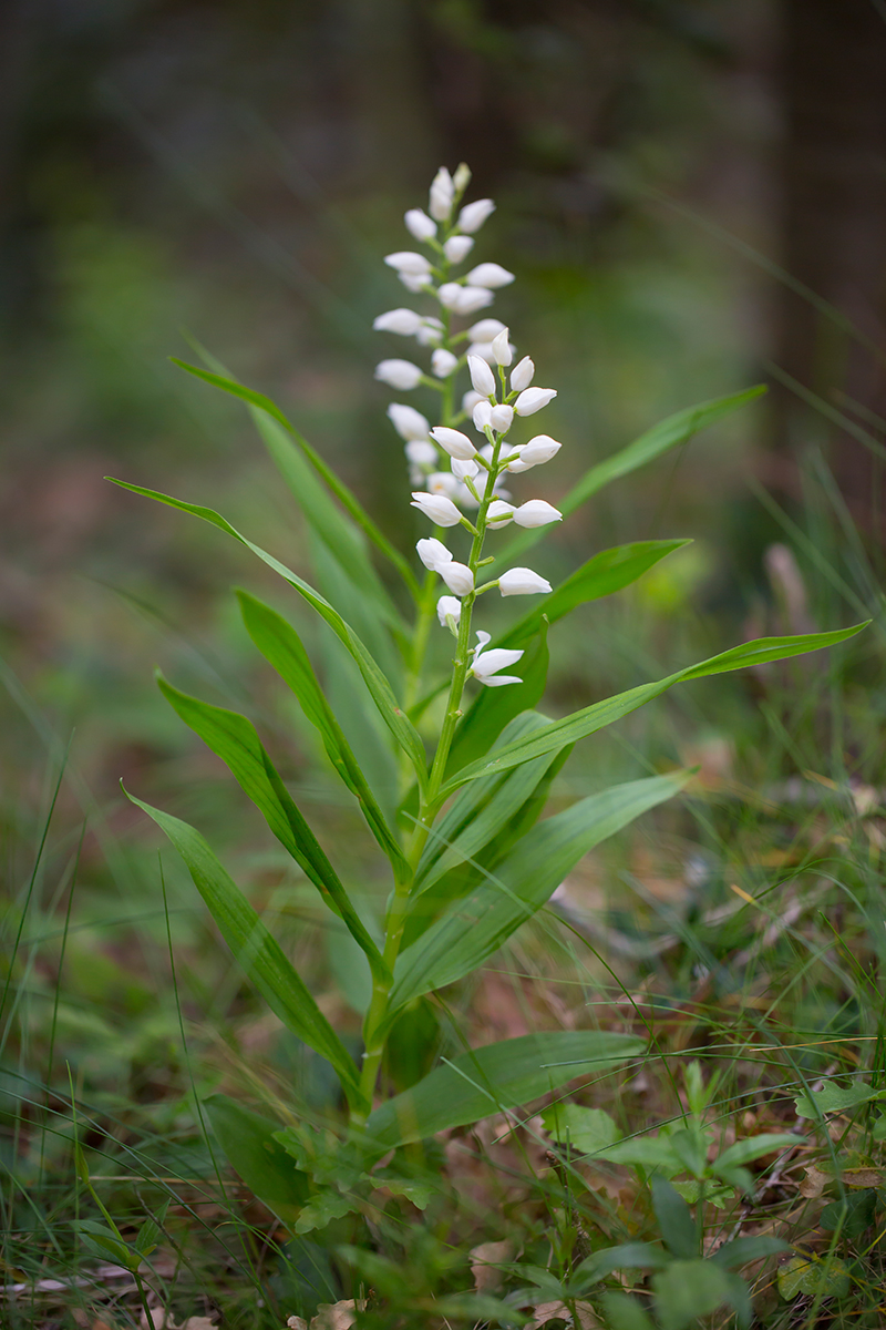  Langblättriges Waldvöglein   Cephalanthera longifolia   canon 5 D III  100mm/2,8  1/1000 sec  ISO 200  Frankreich  08.052016 