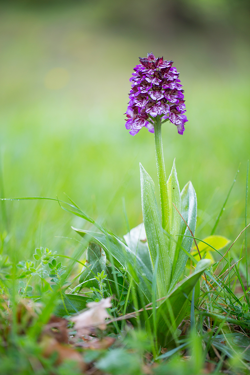  Purpurknabenkraut   Orchis purpurea    canon 5 d III    100mm/2,8    1/60 sec    ISO 200    Frankreich   08.05.2016 