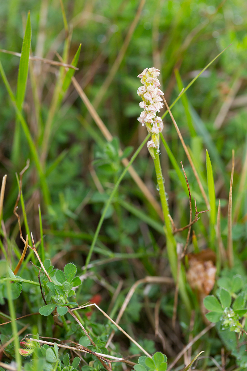  Keuschorchis  Neotinea maculata  canon 5 d III  100mm/5,6  1/30 sec  ISO 400  Frankreich  Dauerregen  08.05.2016    