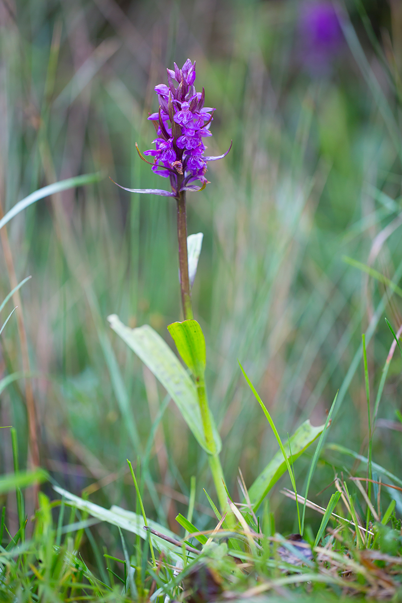  Breitblättrige Fingerwurz  Dactylorhiza majalis  canon 5 d III  100mm/2,8  1/250 sec  ISO 400  Frankreich  Cevennen  11.05.2016 