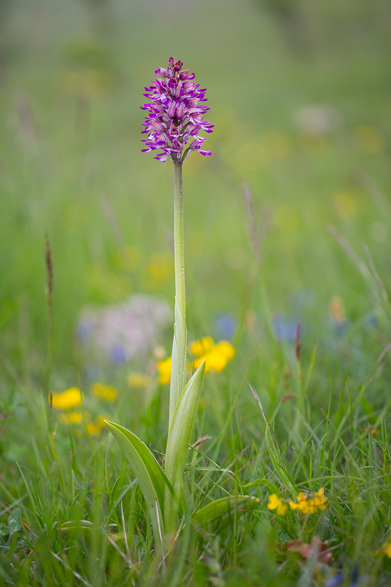  Purpur-helm-knabenkraut   Orchis militaris  ×  Orchis purpurea    canon 5 d III    100mm/2,8    1/640 sec    ISO 200    Frankreich   08.05.2016    