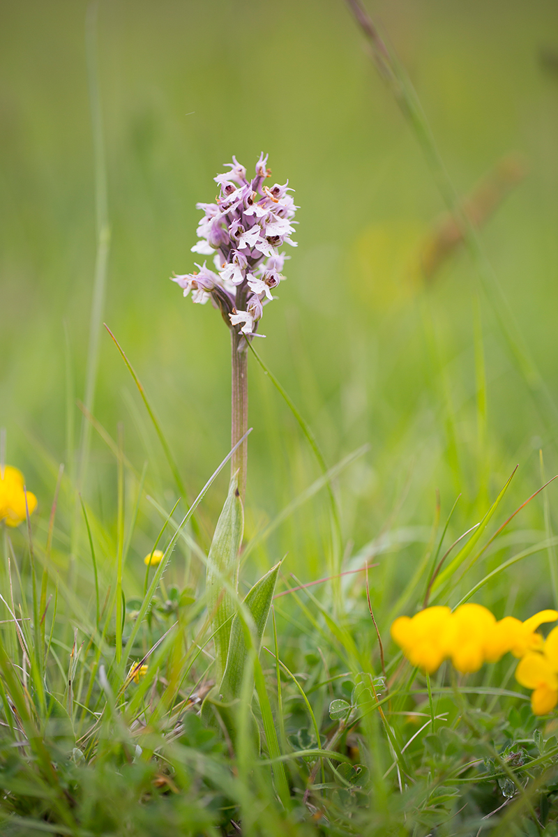  Dreizähnige Knabenkraut  Orchis tridentata  canon 5 d III  100mm/2,8  1/1000 sec  ISO 200  Frankreich  08.05.2016 