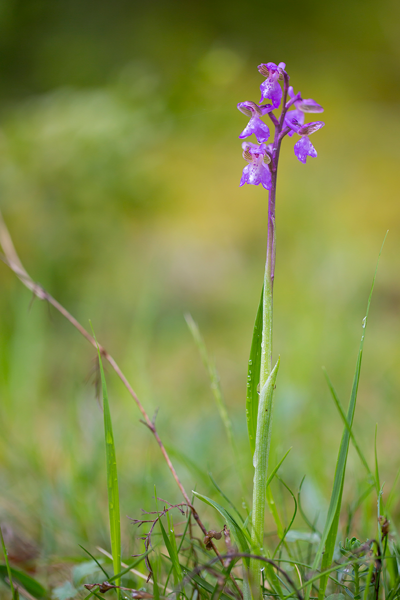  Kleine Knabenkraut  Orchis morio  canon 5 d III  100mm/2,8  1/500 sec  ISO 200  Frankreich  10.05.2016 