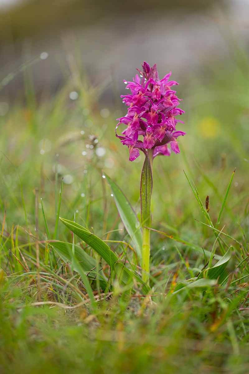  Holunder-Knabenkraut   Dactylorhiza sambucina    Frankreich    2016  