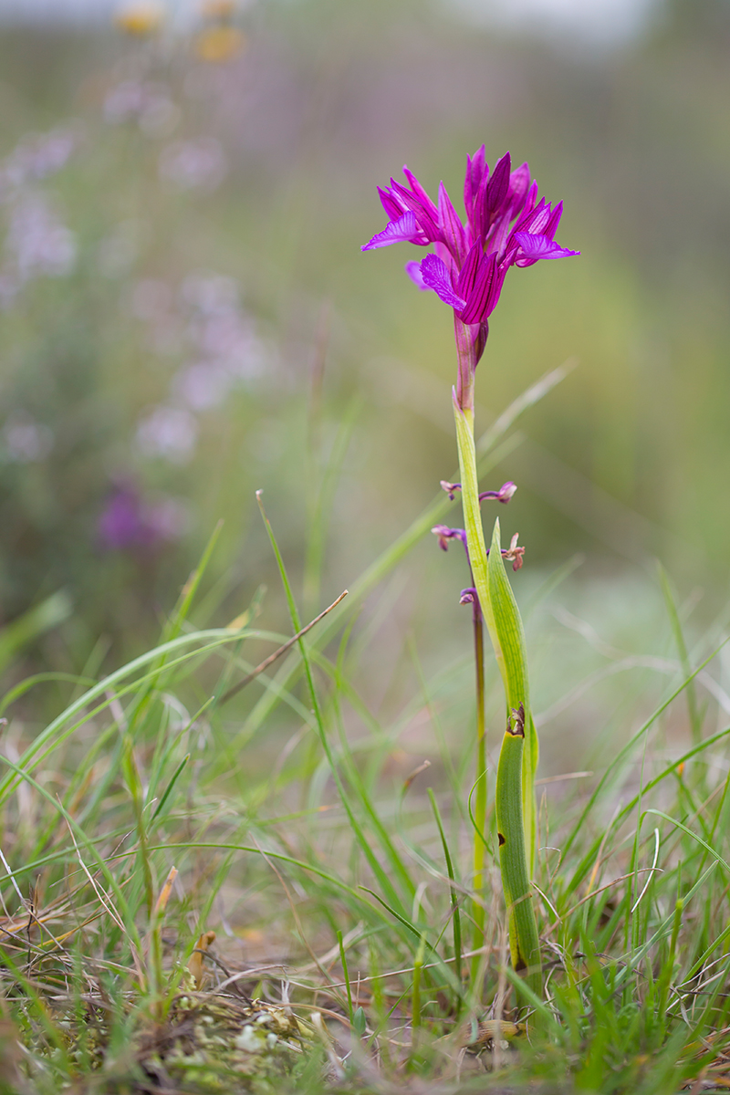  Schmetterlings-  Knabenkraut   Orchis papilionacea    Frankreich    2016  