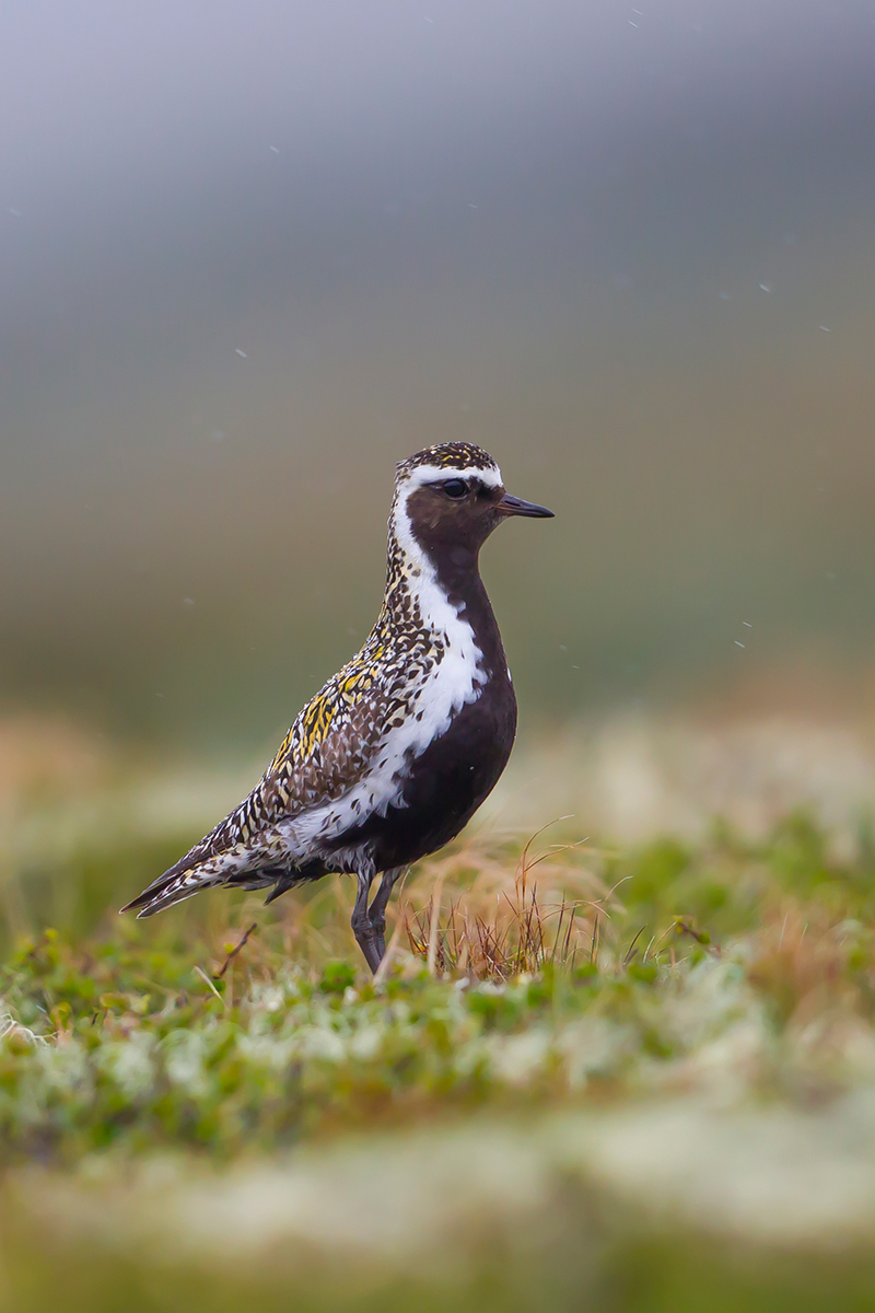  Goldregenpfeifer  pluvialis apricaria  canon 1 d IV  500mm/4  1/1000 sec  ISO 800  30.06.2016 