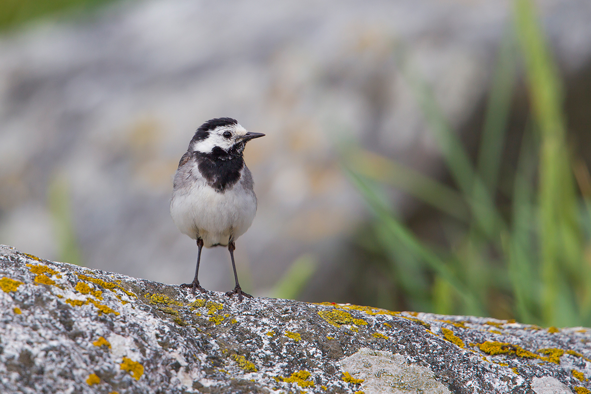  Bachstelze   Motacilla alba    canon 1 d IV    700mm/5,6    1/320sec    ISO 125   04.07.2016 