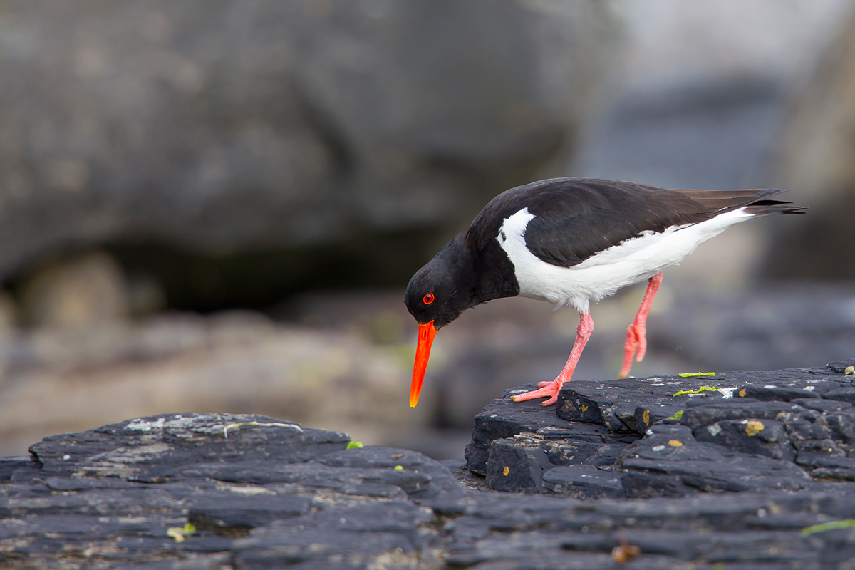  Austernfischer   Haematopus ostralegus    canon 1 d IV    700mm/5,6    1/320sec    ISO 400    04.07.2016     