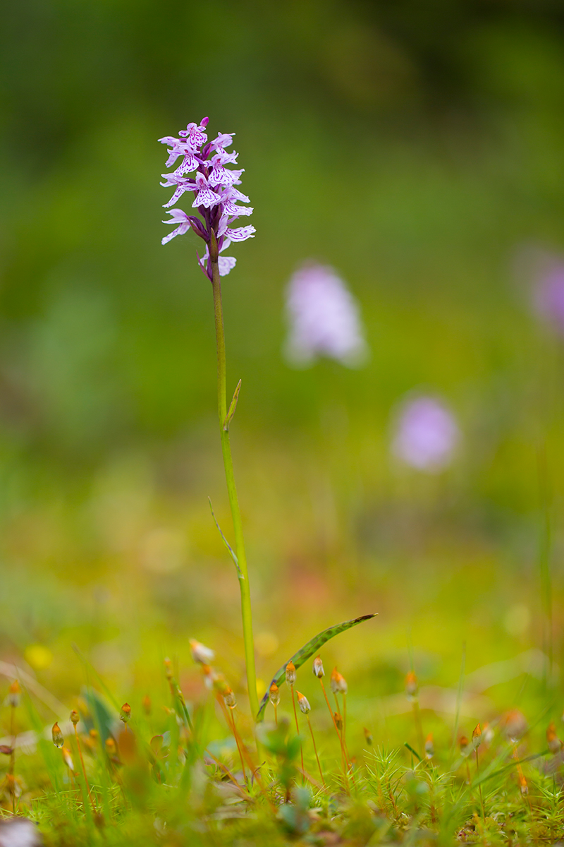  Gefleckte Knabenkraut   Dactylorhiza maculata    canon 5 d III    100mm/2,8    1/640sec    ISO 125    Vesteralen   07.07.2016    