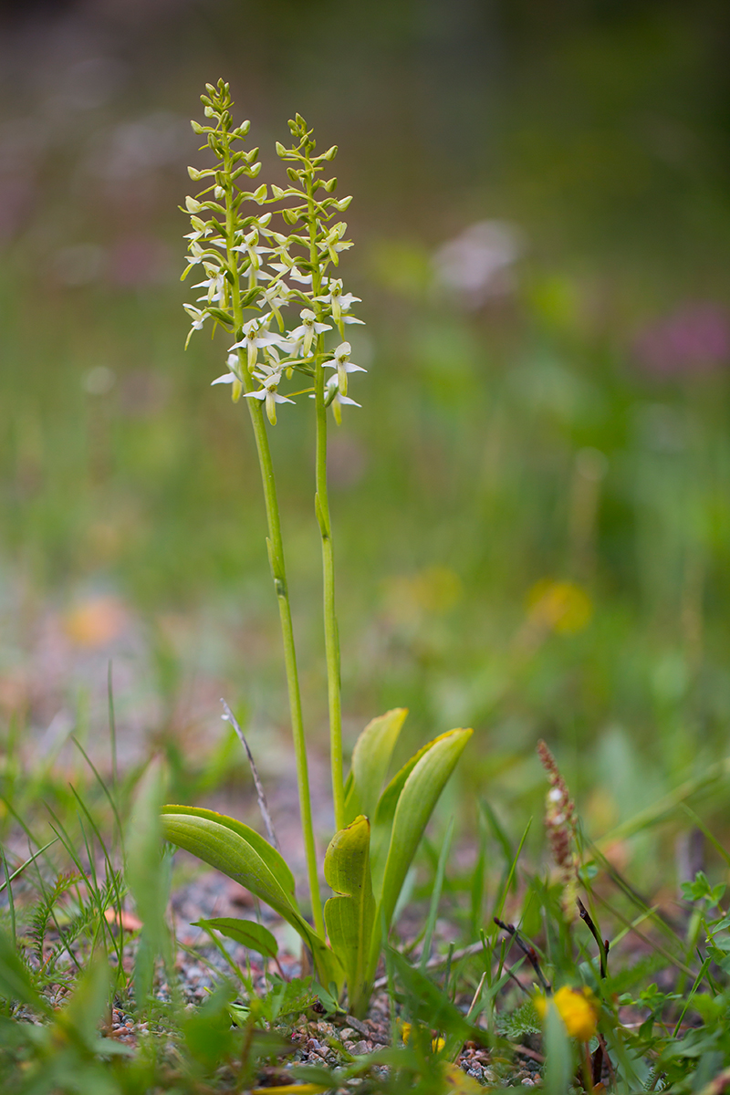  Grünliche Waldhyazinthe   Platanthera chlorantha    canon 5 d III    100mm/2,8    1/640sec    ISO 125    Vesteralen   07.07.2016    