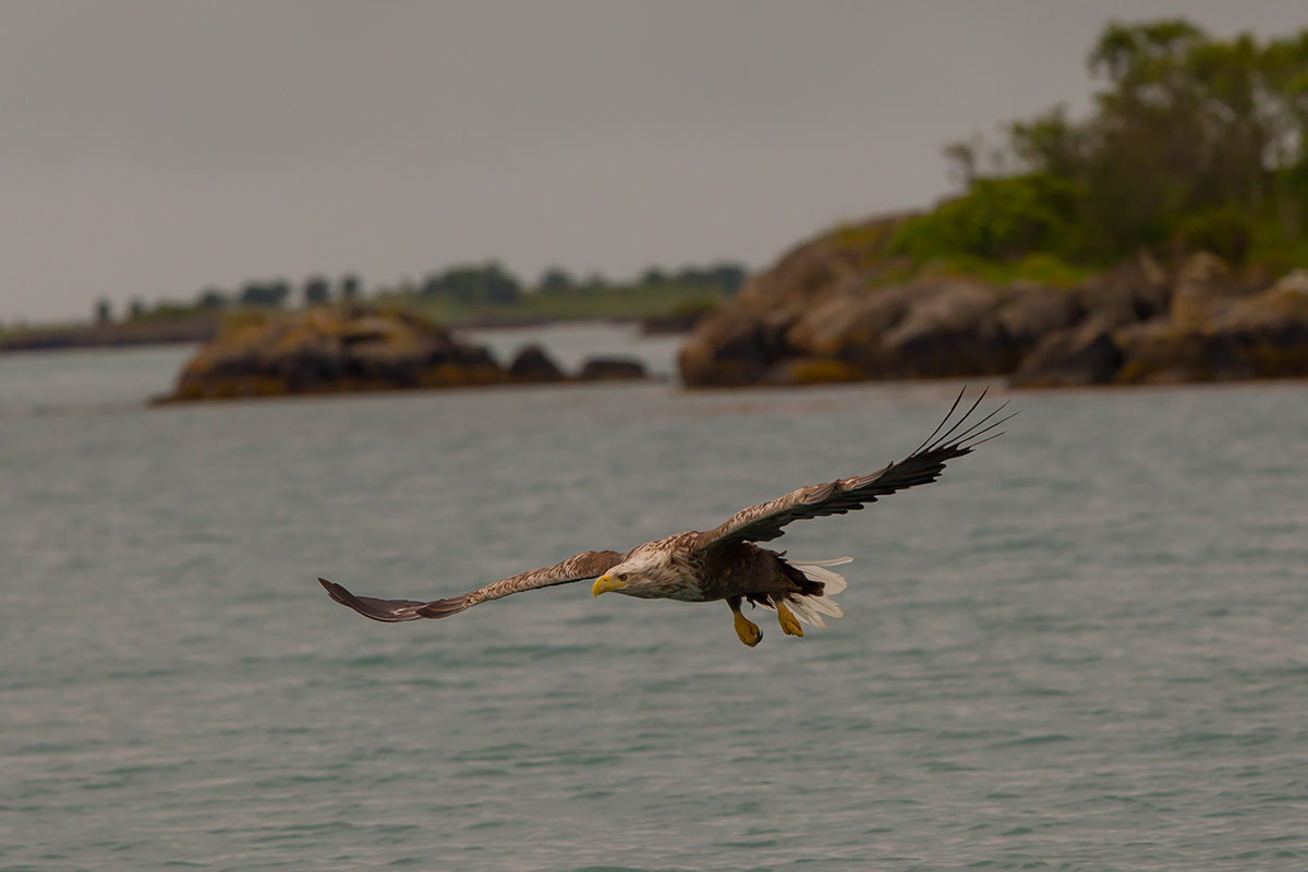  Seeadler   Haliaeetus albicilla    canon 1 d IV    300mm/7,1   1/1600 sec  ISO 640  Vesteralen  09.07.2016 