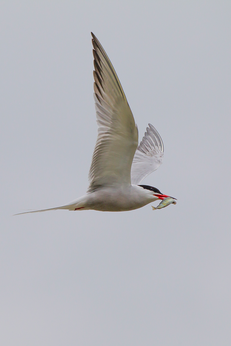  Fluss-Seeschwalbe   Sterna hirundo    canon 1 d IV    300mm/8    1/1600    ISO 640    Vesteralen    09.07.2016  