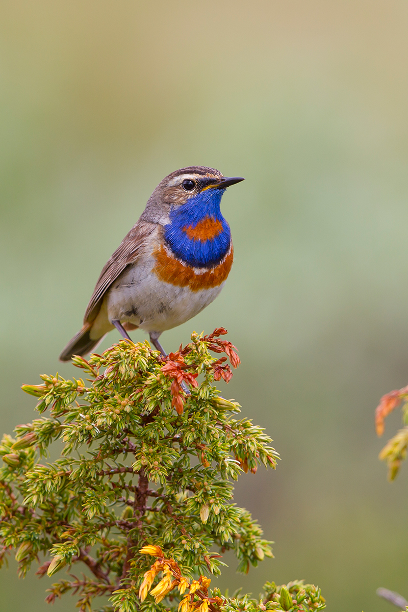  Blaukehlchen   Luscinia svecica   canon 1 d IV  500mm/4  1/320 sec  ISO 125  Norwegen  01.07.2016 