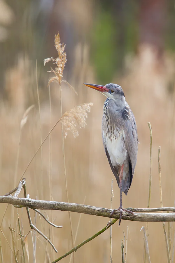 Graureiher Ardea cinerea canon 1d IV 500 mm F4 Konverter 1,4 ISO 200 Treuenbrietzen 11.04.2016