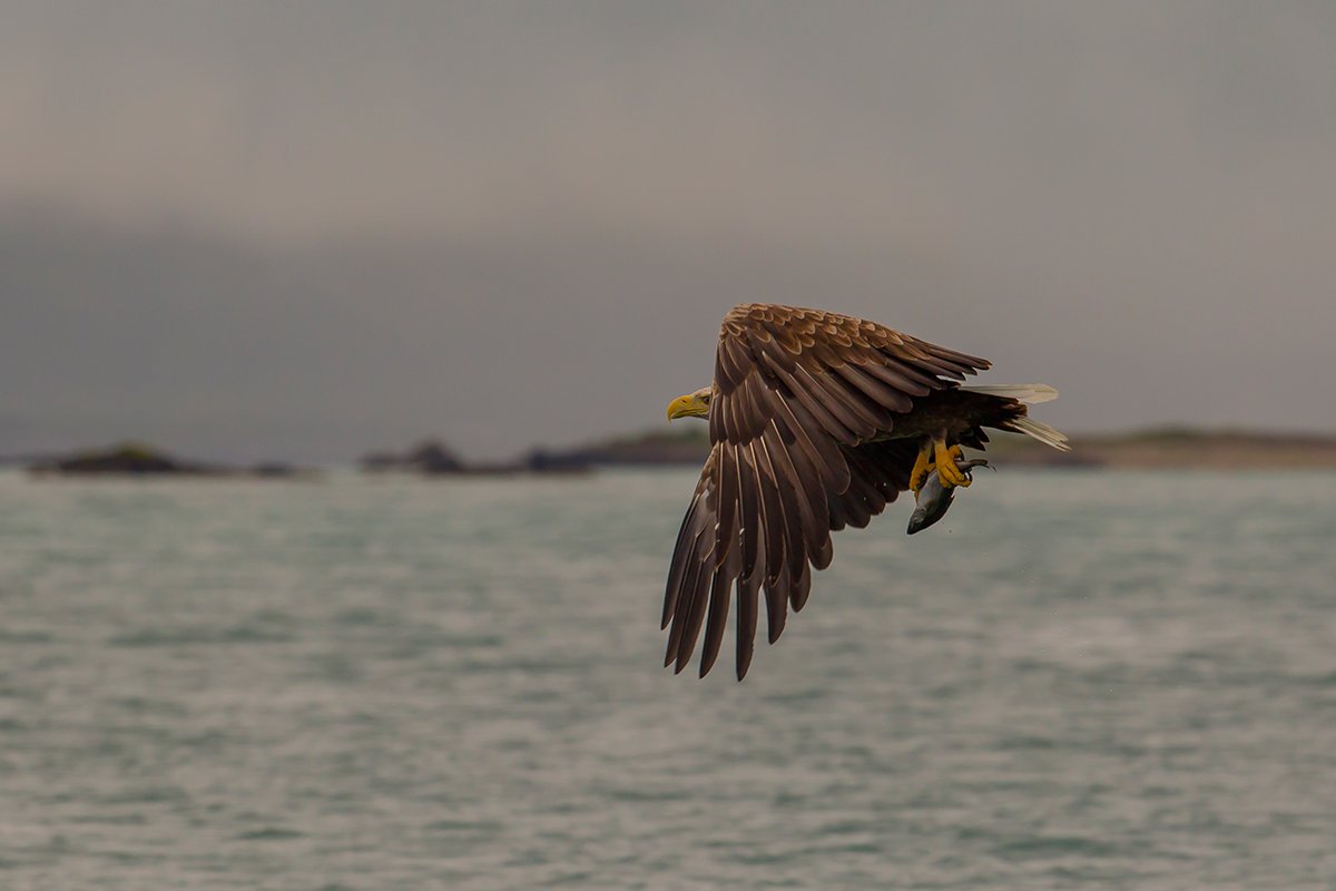  Seeadler   Haliaeetus albicilla    canon 1 d IV    500mm/8    1/1600 sec    ISO 640   Vesterålen  9.07.2016    