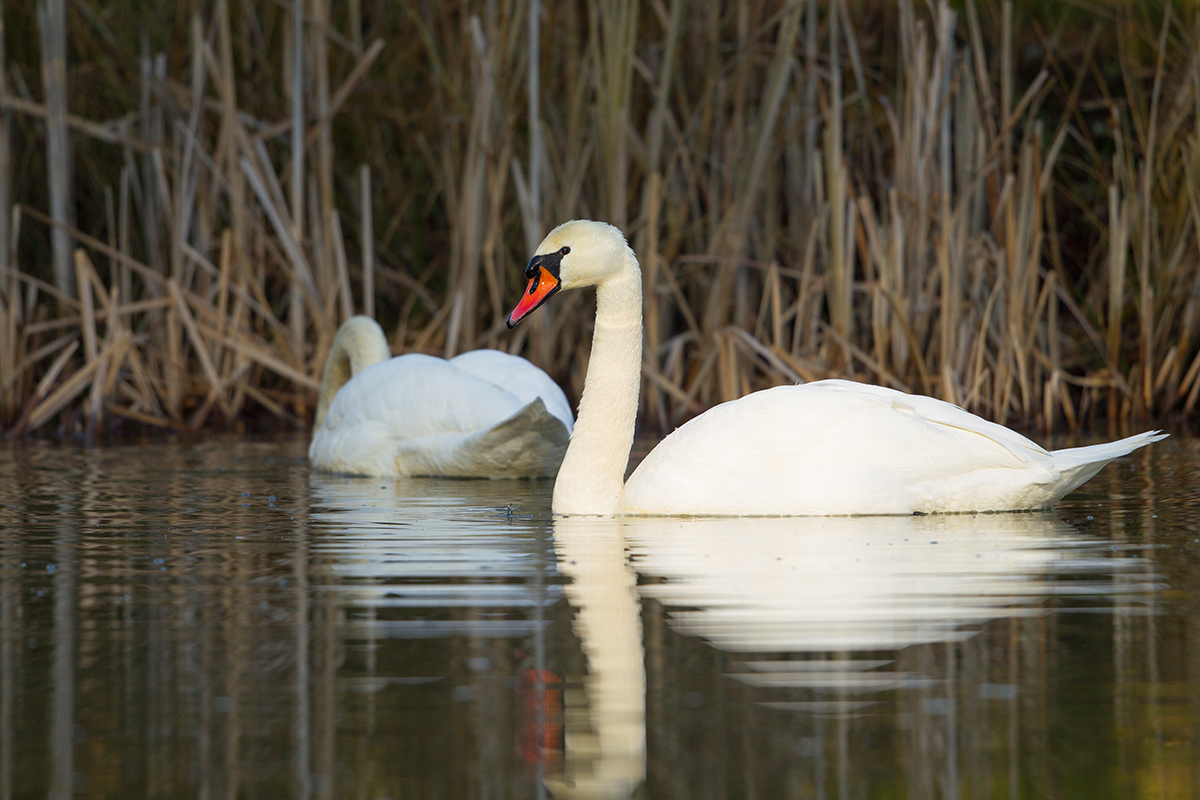 Höckerschwan Cygnus olor