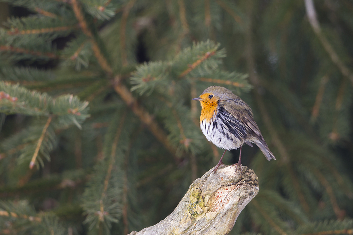  Rotkehlchen   Erithacus rubecula   Canon 1 D IV  4/500 mm  1/320 sec  ISO 400  Brandenburg  21.01.2017 