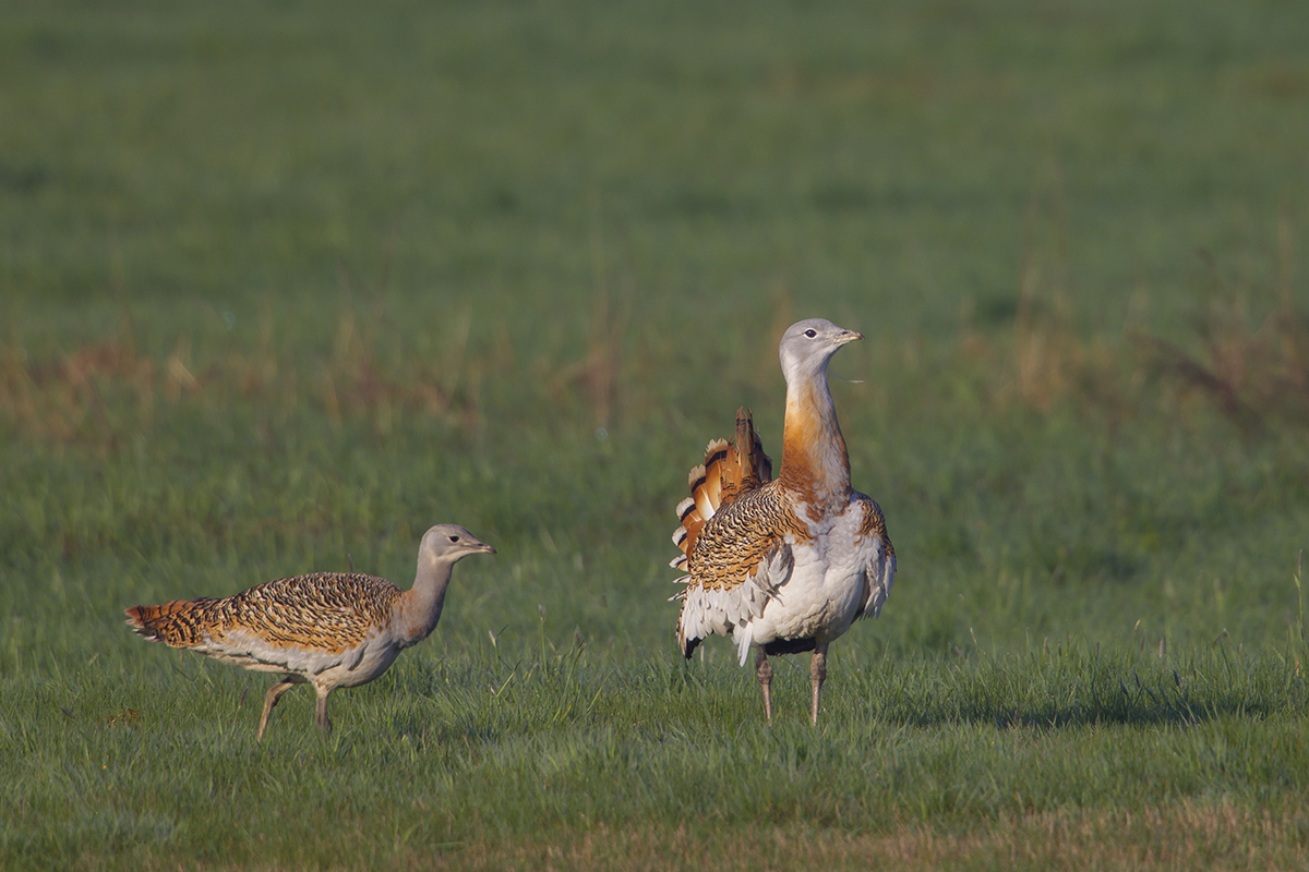  Großtrappe   Otis tarda   canon 1 d IV  8/1000 mm  1/640 sec  ISO 250  Brandenburg  10.04.2017 