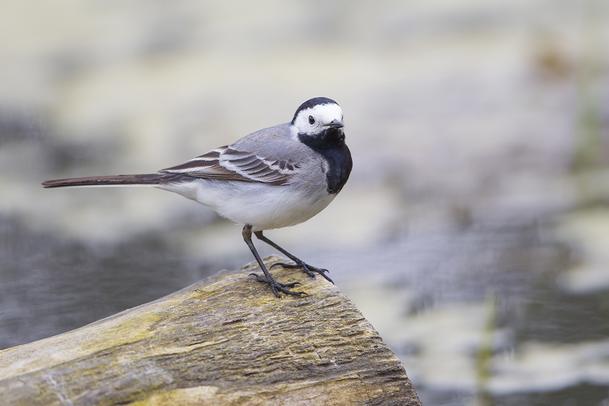 Bachstelze Motacilla alba Treuenbrietzen 04.2017