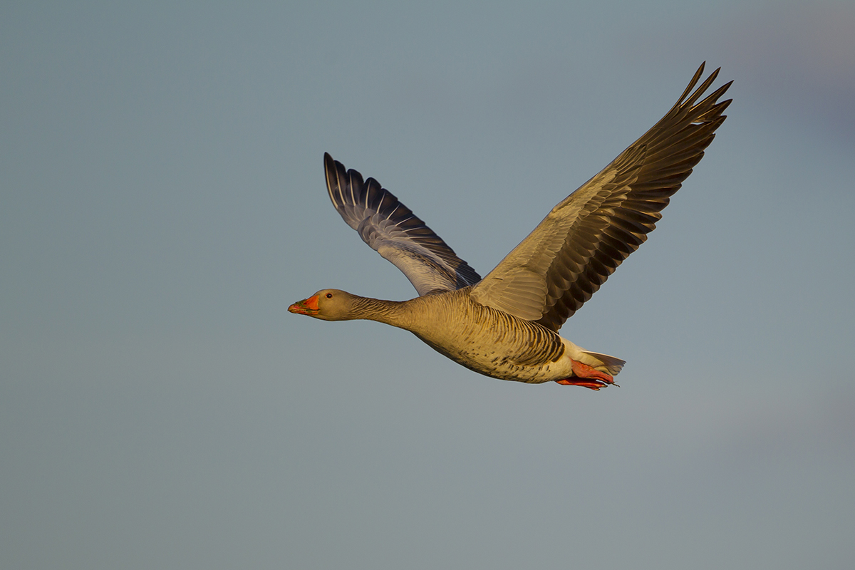 Graugans Anser anser canon 1 d IV 4/500 mm 1/2000 sec ISO 160 Texel 20.04.2017