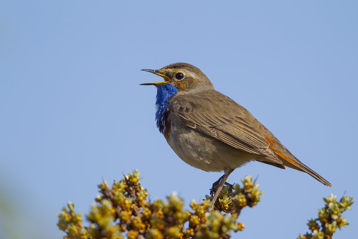  Blaukehlchen   Luscinia svecica   canon 1 D IV  5,6/700 mm  1/500 sec  ISO 100  Texel  20.04.2017 