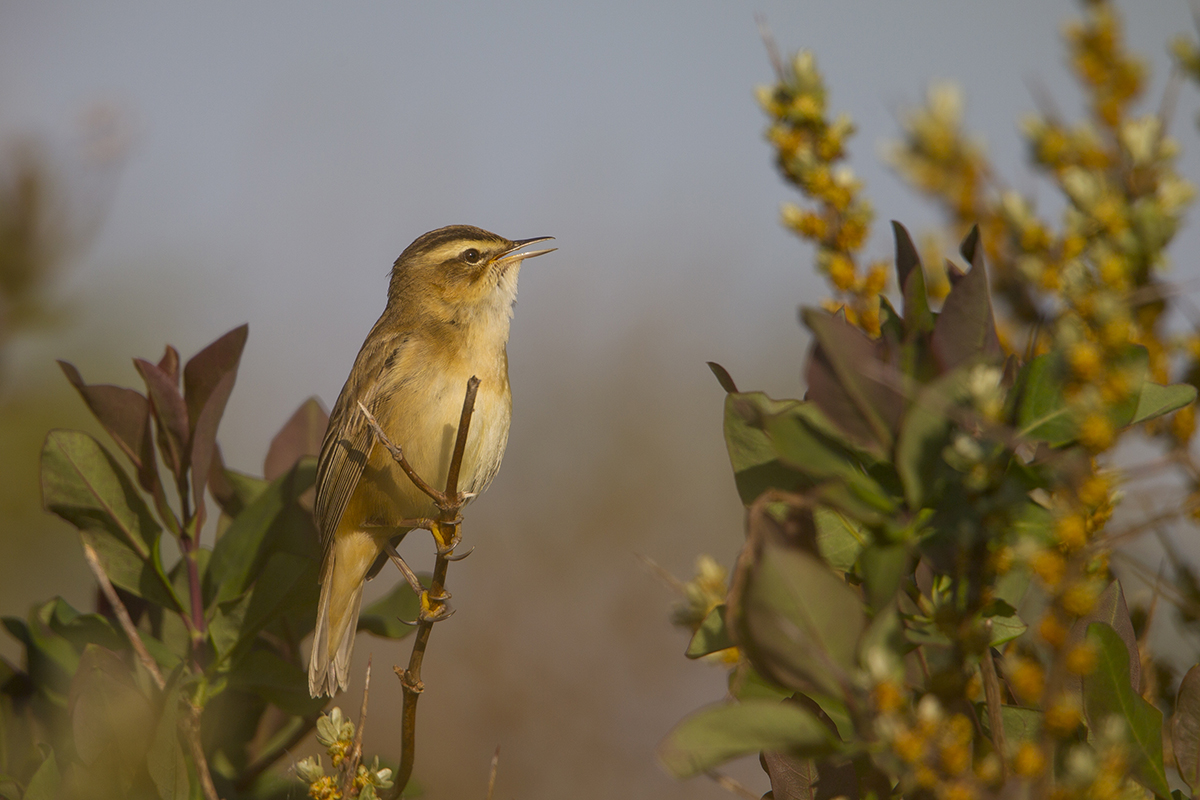  Schilfrohsänger   Acrocephalus schoenobaenus   canon 1 d IV  5,6/700 mm  1/1000 sec  ISO 100  Niederlande/Texel  20.04.2017 