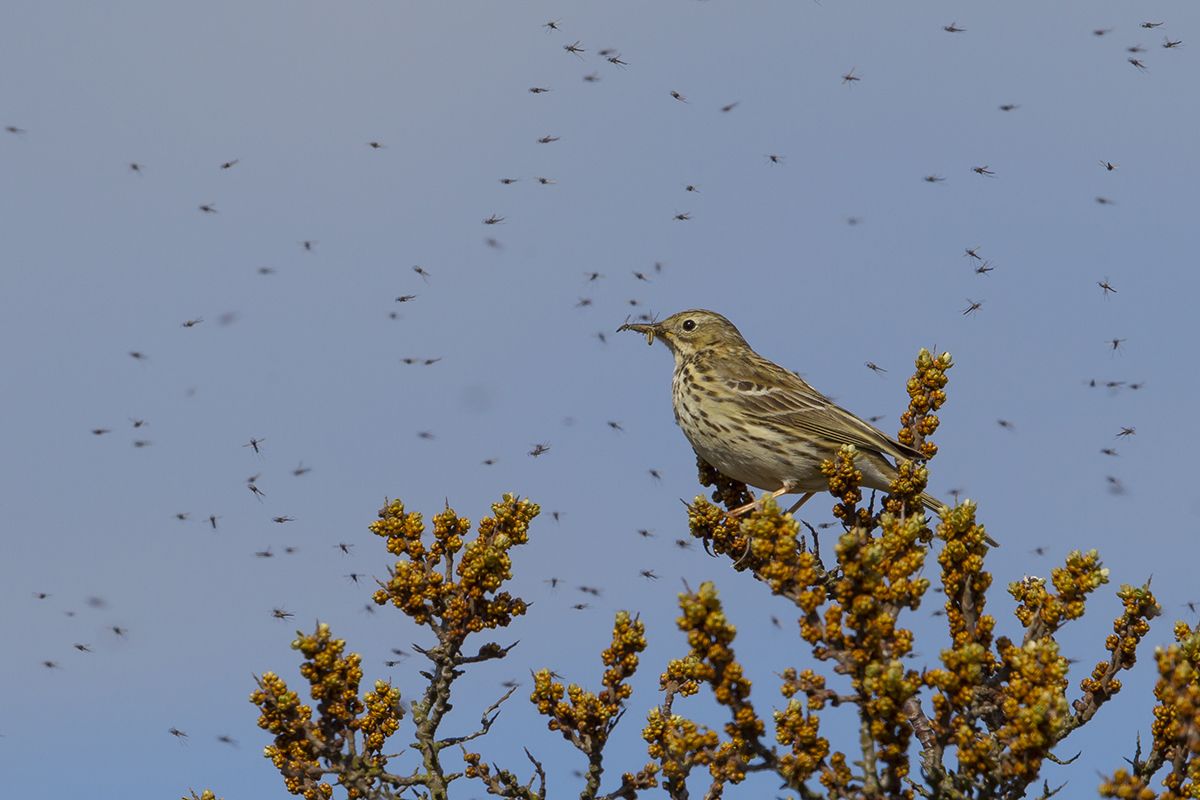  Wiesenpieper   Anthus pratensis   canon 1 d IV  9/500 mm  1/1250 sec  ISO 250  Texel  23.04.2017 