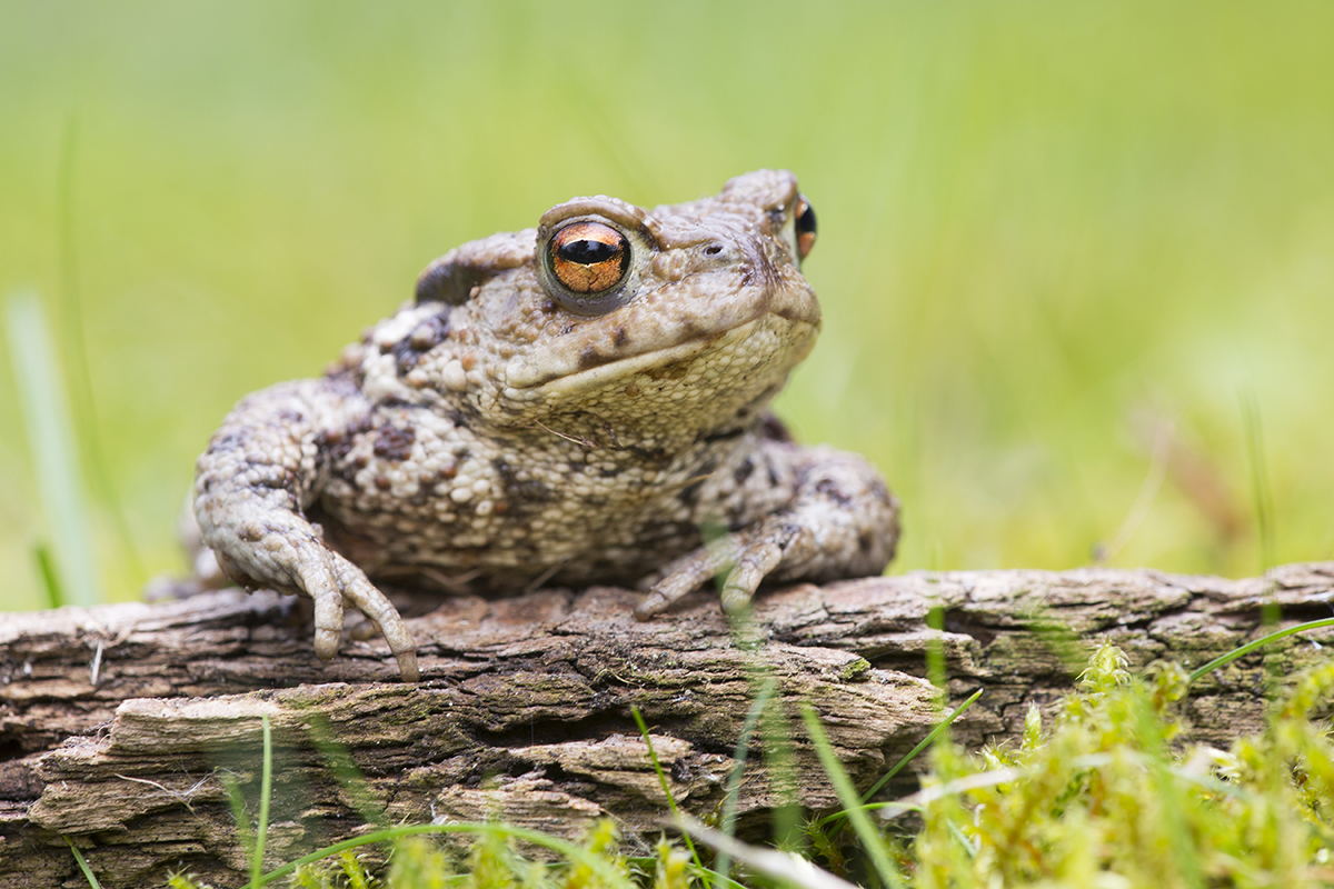 Erdkröte Bufo bufo canon 5 d III 8/180 mm 1/120 sec Iso 250 Treuenbrietzen 30.03.2017