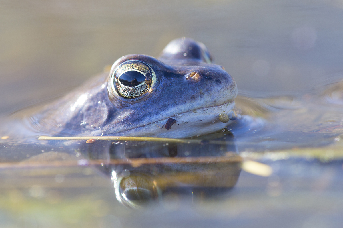 Moorfrosch Rana arvalis männlich canon 5 d III 8/180 mm 1/80 sec Iso 250 Brandenburg