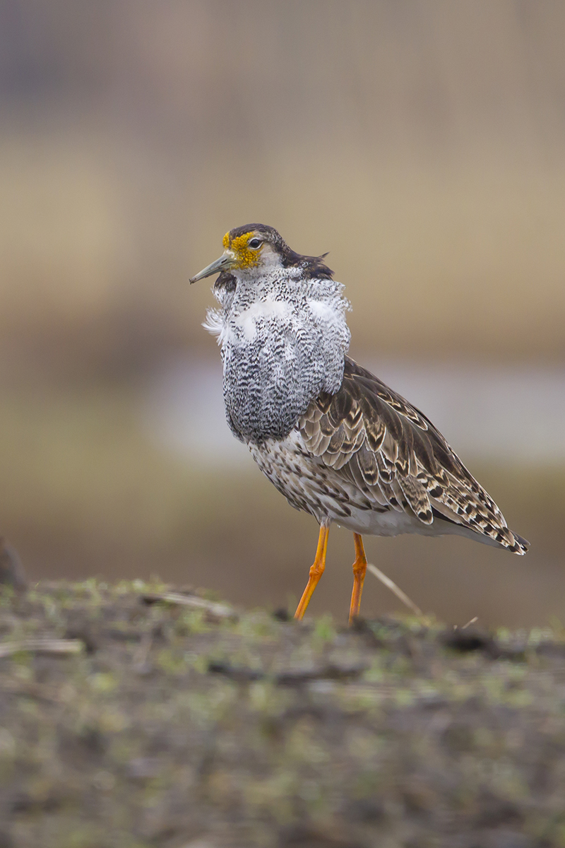  Kampfläufer   Philomachus pugnax   canon 1 d IV  7,1/500 mm  1/320 sec  ISO 800  12:46 Uhr  19.05.2017 