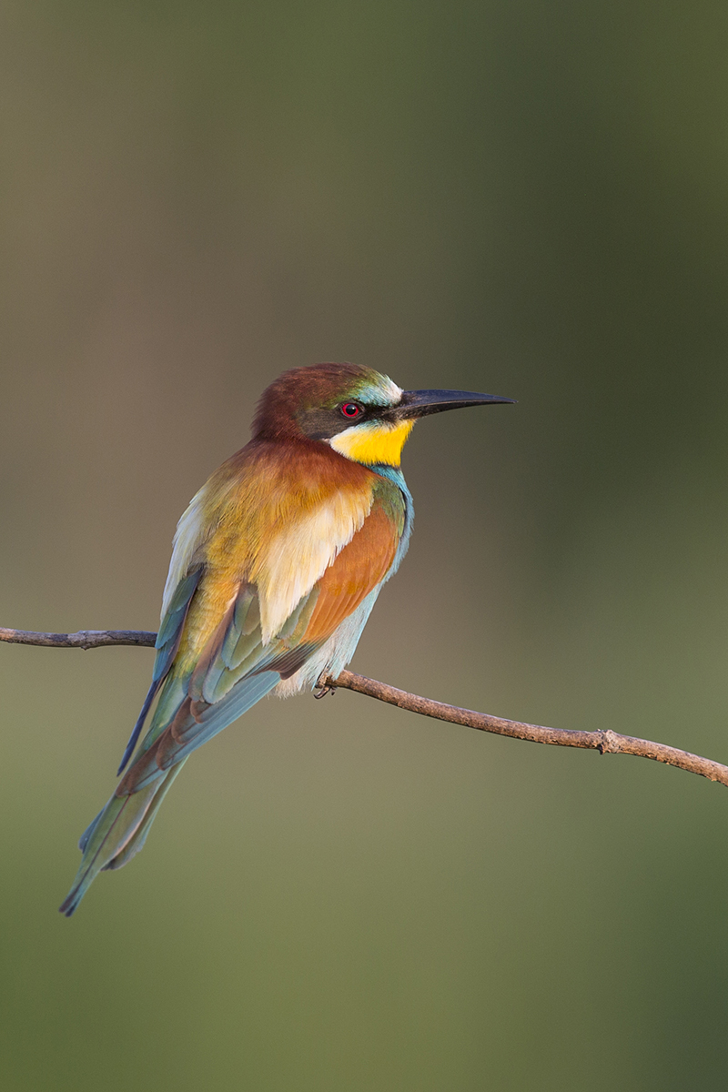  Bienenfresser   Merops apiaster   canon 5 d III  3,5/300 mm  1/500 sec  ISO 250  21:00 Uhr  29.05.2017  Sachsen-Anhalt 