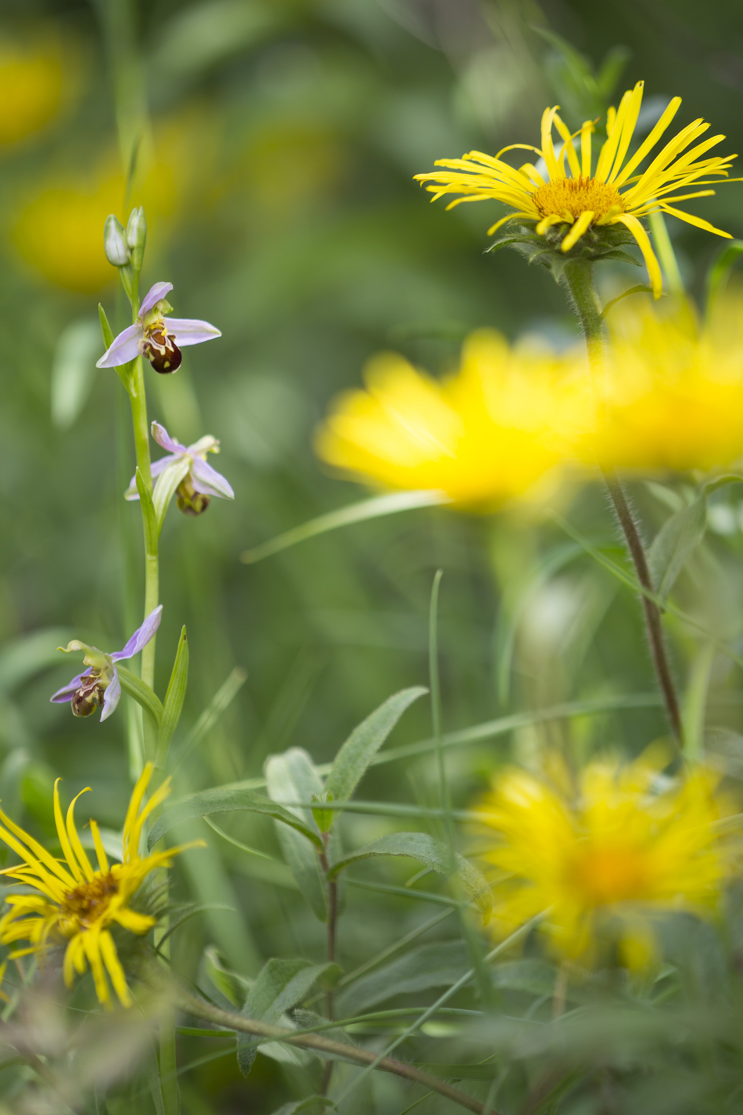  Bienenragwurz   Ophrys apifera    canon 5 d III    3,5/180 mm    1/250 sec    ISO 100    Sachsen-Anhalt    09.06.2017  