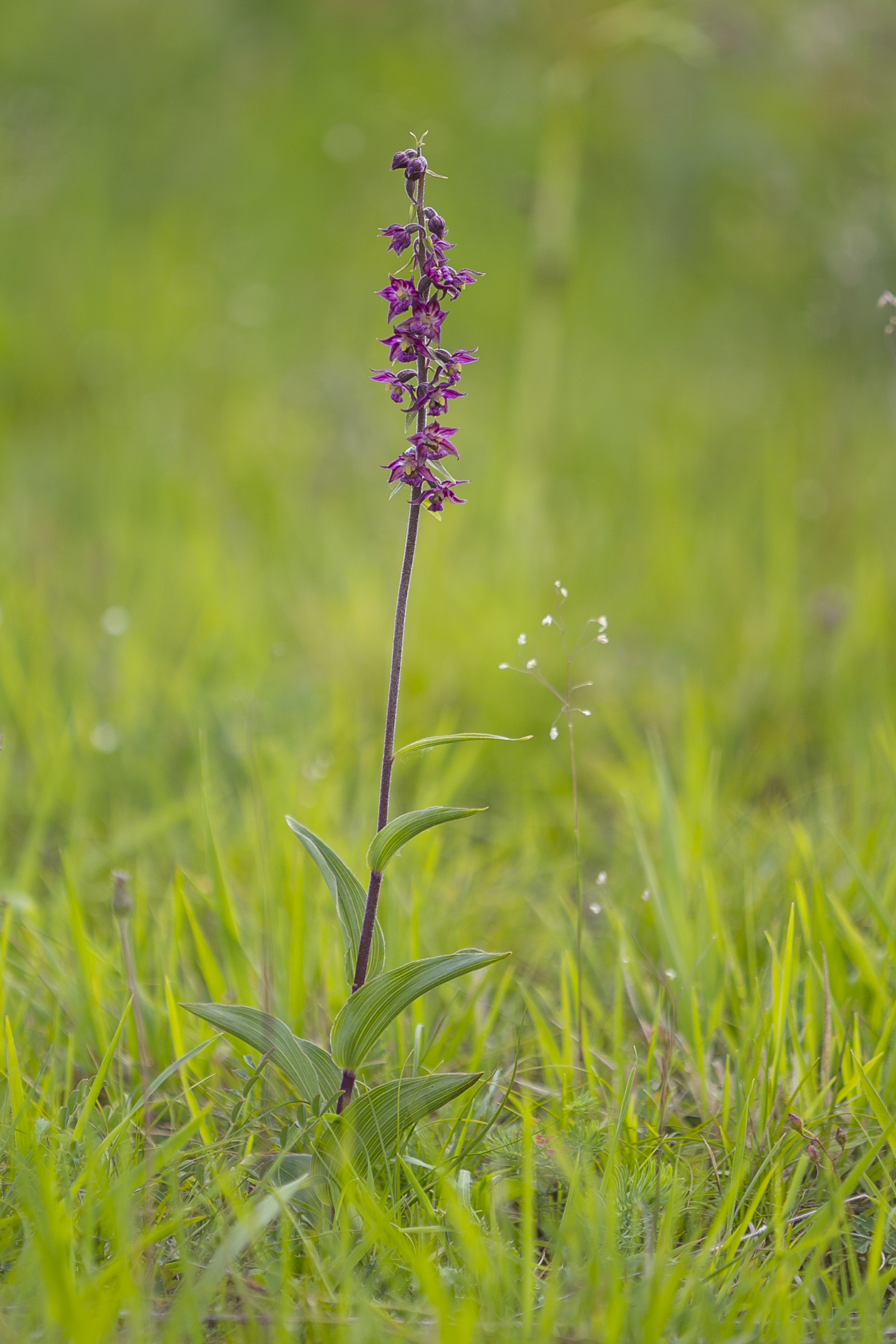  Rotbrauner Sitter   Epipactis atrorubens   canon 1 d IV  3,5 / 180mm  1 / 640 sec  ISO 100  Sachsen-Anhalt  07.06.2017    